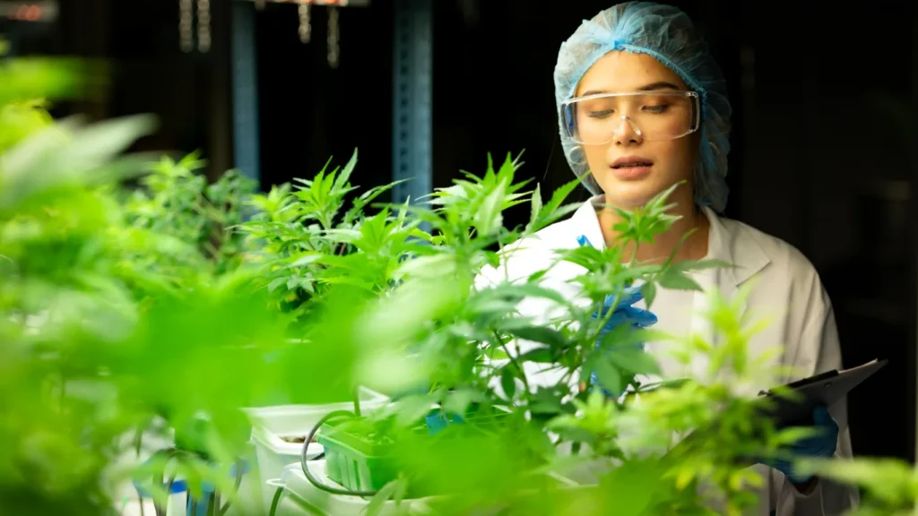 Medical Cannabis